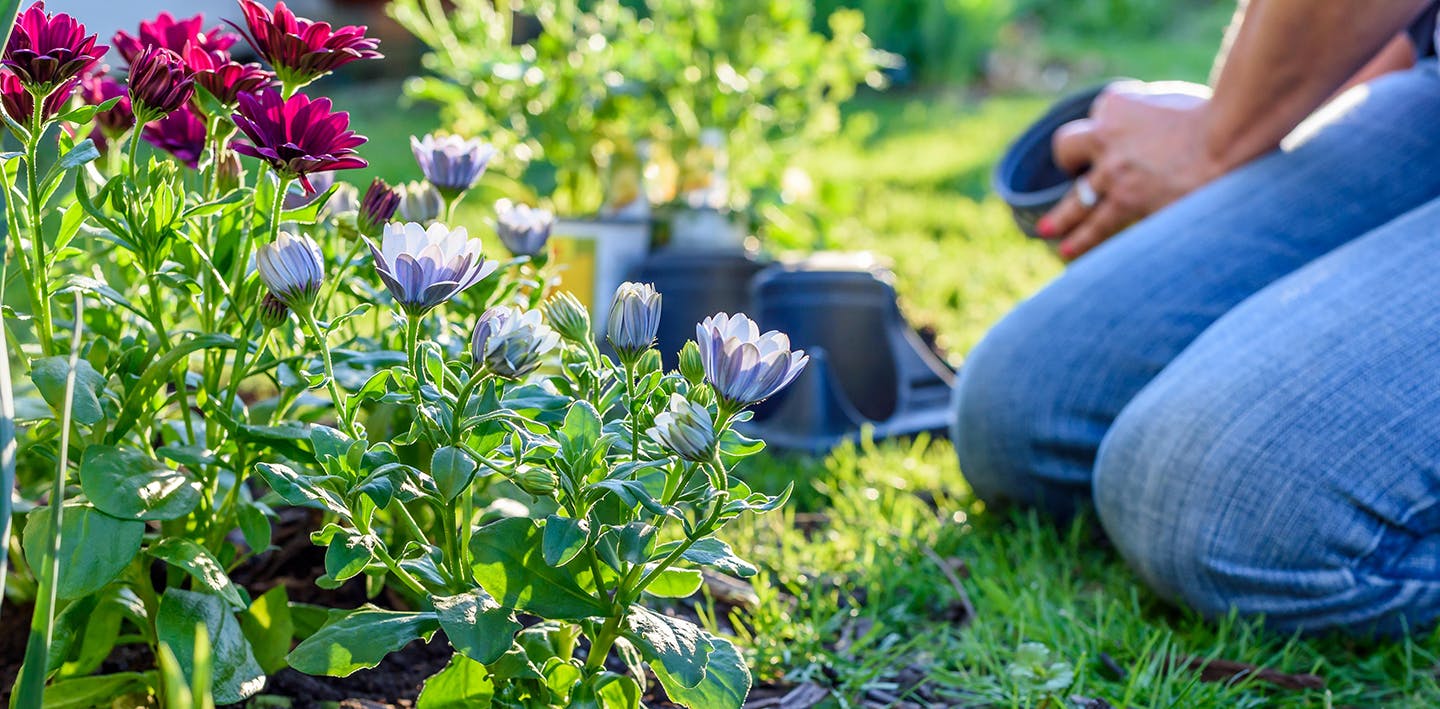 Beginner’s Tips for a TopNotch Garden RE/MAX NEWS